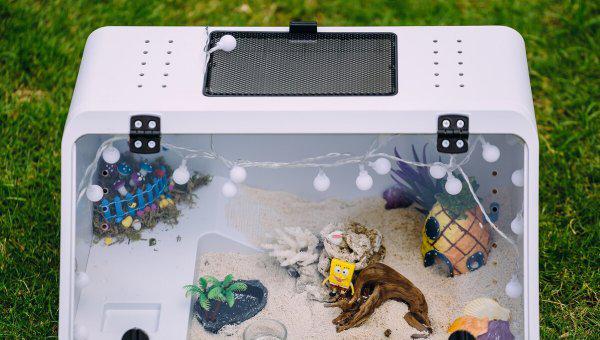 寄居蟹怎么养才能养好