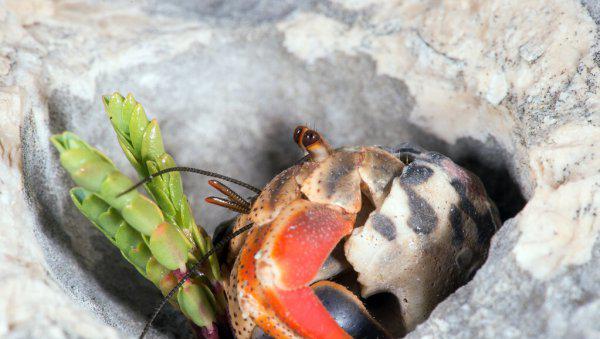 寄居蟹怎么养才能养好