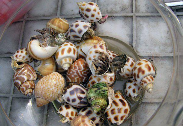 寄居蟹怎么养才能养好