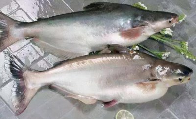 巴沙鱼是什么鱼 巴沙鱼是海鱼吗 有什么营养