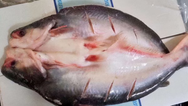 巴沙鱼是什么鱼