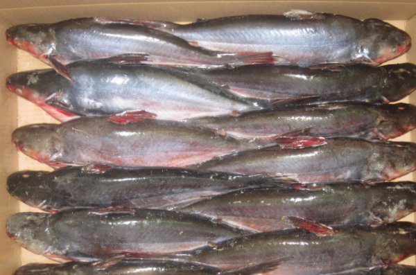 巴沙鱼是什么鱼