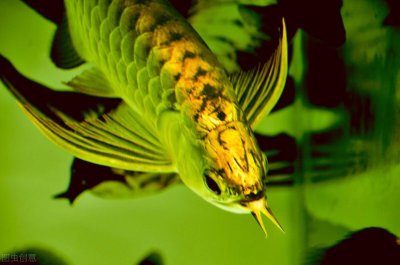 金龙鱼喂食什么最好 金龙鱼的饲养方法和注意事项