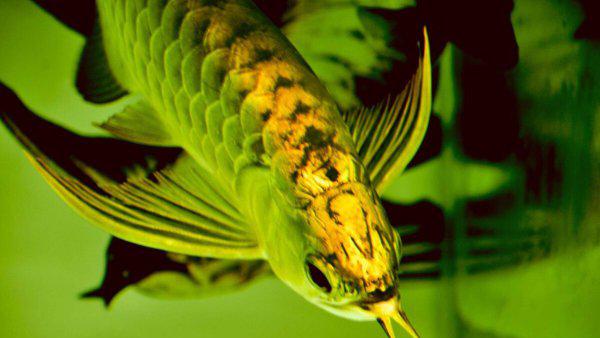 金龙鱼喂食什么最好