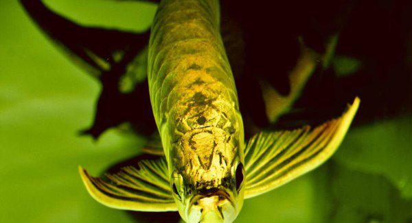 金龙鱼喂食什么最好