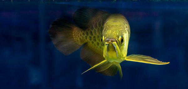 金龙鱼喂食什么最好