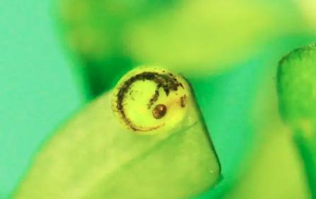 金鱼繁殖的全过程图解