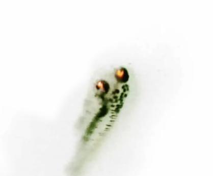 金鱼繁殖的全过程图解