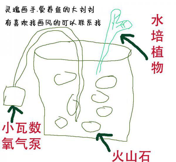 金鱼繁殖的全过程图解