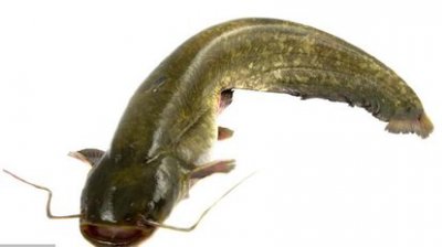 胡子鱼吃什么食物 野生胡子鱼比较喜欢吃什么东西