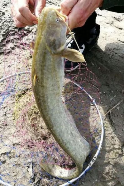 胡子鱼吃什么食物