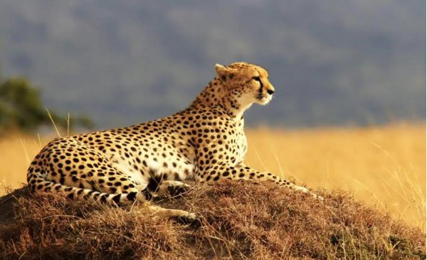 猎豹的美称是什么