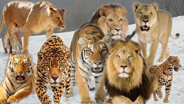 猎豹的美称是什么