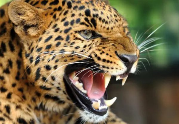 猎豹的美称是什么