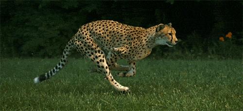 猎豹的美称是什么