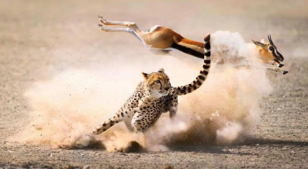 猎豹的美称是什么