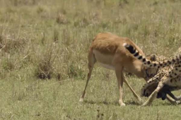 猎豹的美称是什么