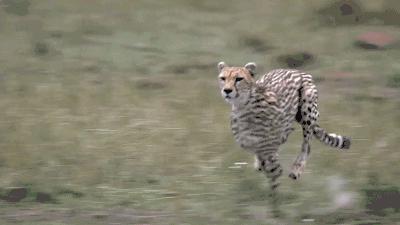 猎豹的美称是什么