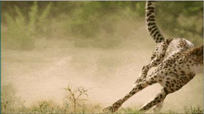 猎豹的美称是什么