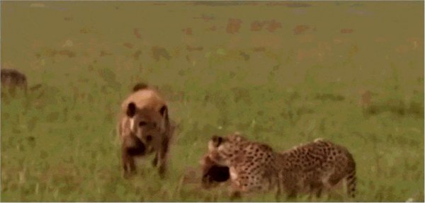 猎豹的美称是什么