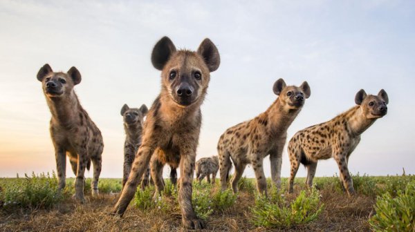 猎豹的美称是什么