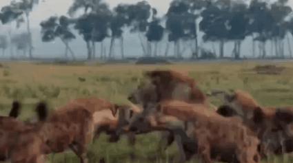 猎豹的美称是什么