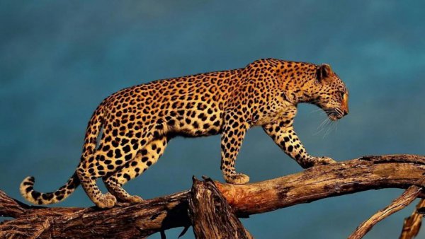 猎豹的美称是什么