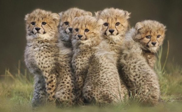 猎豹的美称是什么