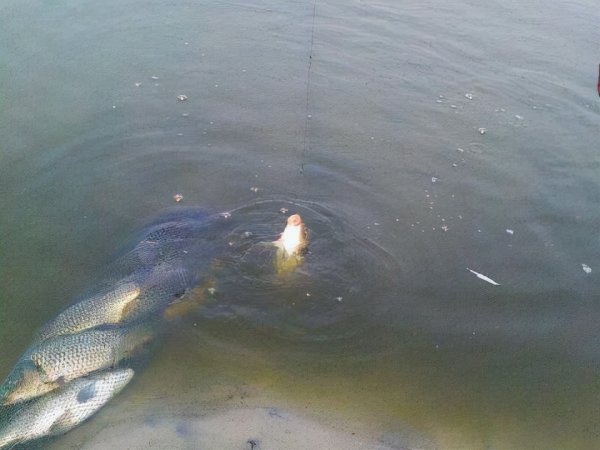 速攻饵料的作用是什么