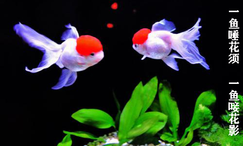 养金鱼需要晒太阳吗