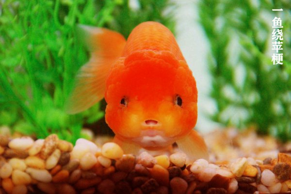 养金鱼需要晒太阳吗