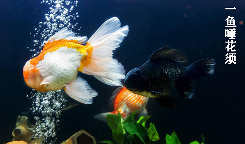 养金鱼需要晒太阳吗