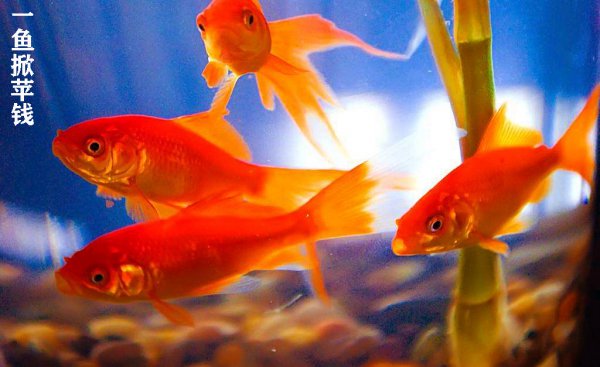 养金鱼需要晒太阳吗