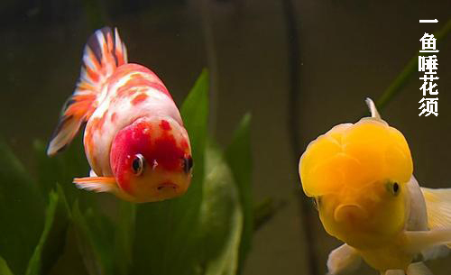 养金鱼需要晒太阳吗