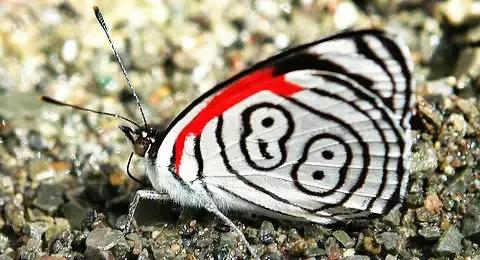 世界上最美的蝴蝶有哪些