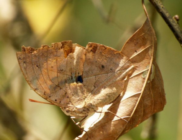 世界上最美的蝴蝶有哪些