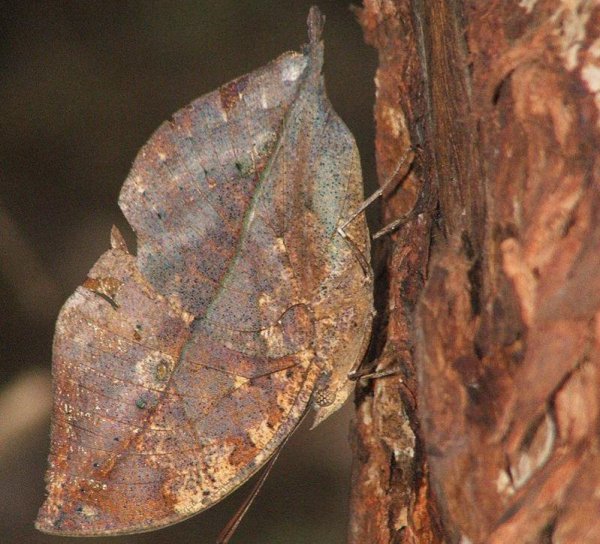 世界上最美的蝴蝶有哪些