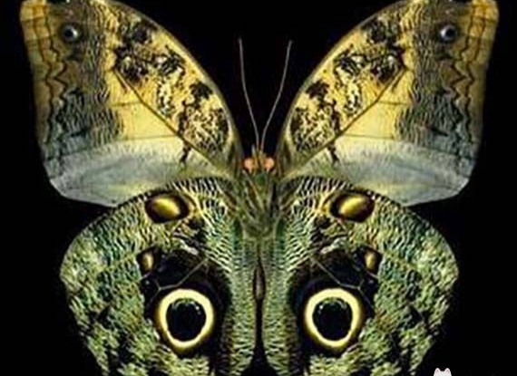 世界上最美的蝴蝶有哪些