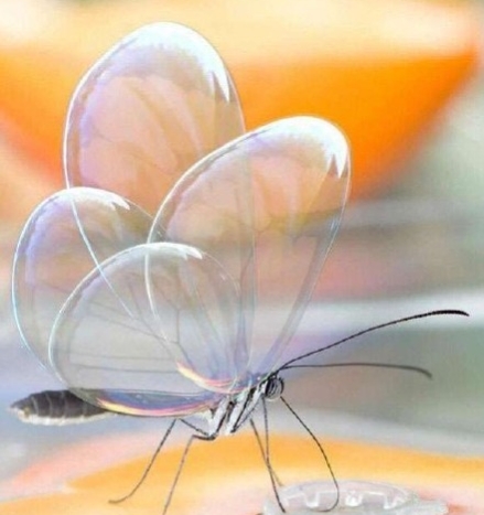 世界上最美的蝴蝶有哪些