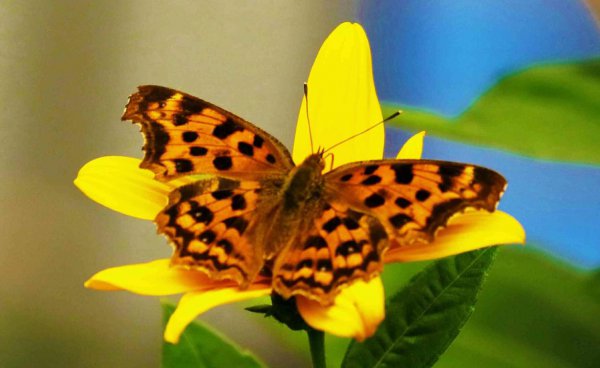 世界上最美的蝴蝶有哪些