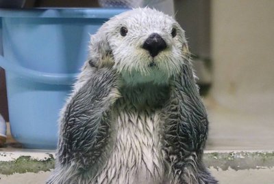 海獭为什么喜欢揉脸 海獭在睡觉时为什么会手牵手