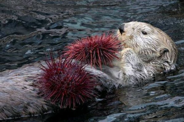 海獭为什么喜欢揉脸