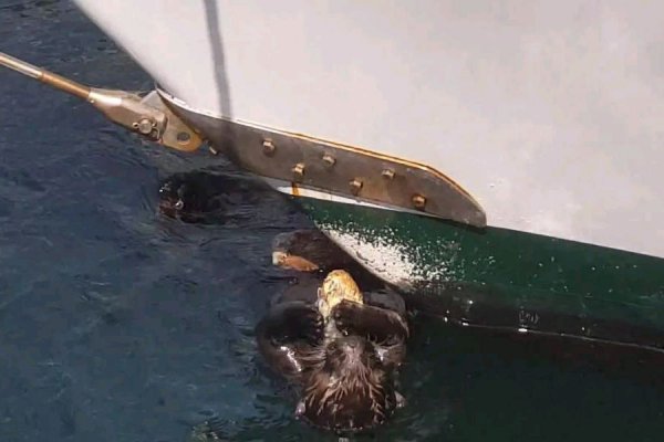 海獭为什么喜欢揉脸