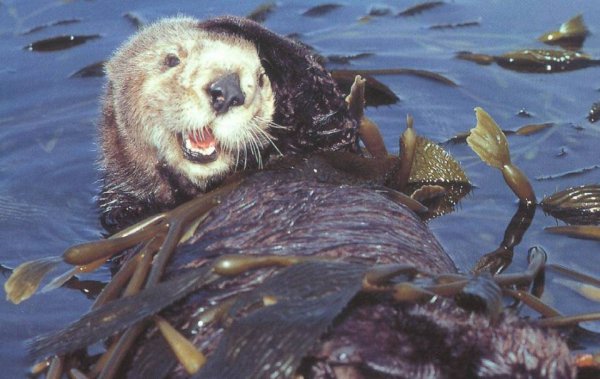 海獭为什么喜欢揉脸