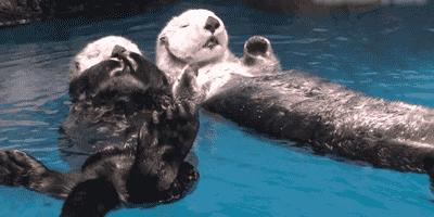 海獭为什么喜欢揉脸