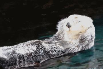 海獭为什么喜欢揉脸