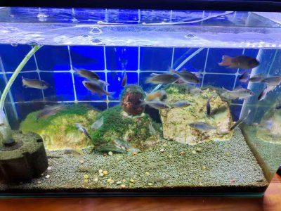 水里增加氧气最简单的方法 鱼缸氧气泵是必要的吗