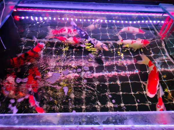 水里增加氧气最简单的方法