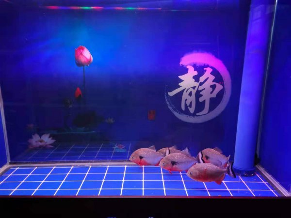 水里增加氧气最简单的方法