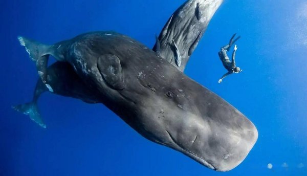 抹香鲸有多大有多重